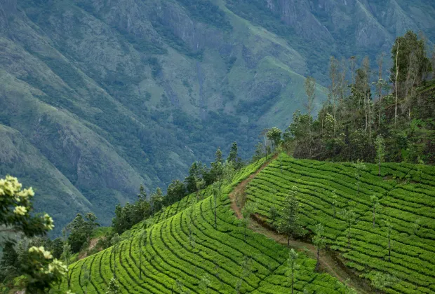 Best Munnar Couple Tour Packages